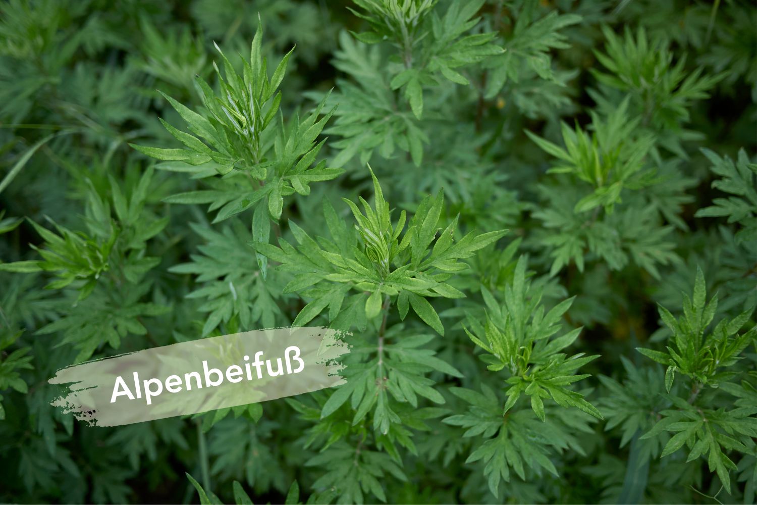 Alpenbeifuß