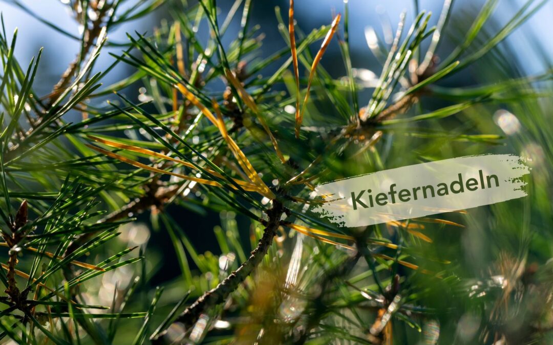 Fichten- & Kiefernnadeln im Schwarzwilderer – Würzig & Waldig