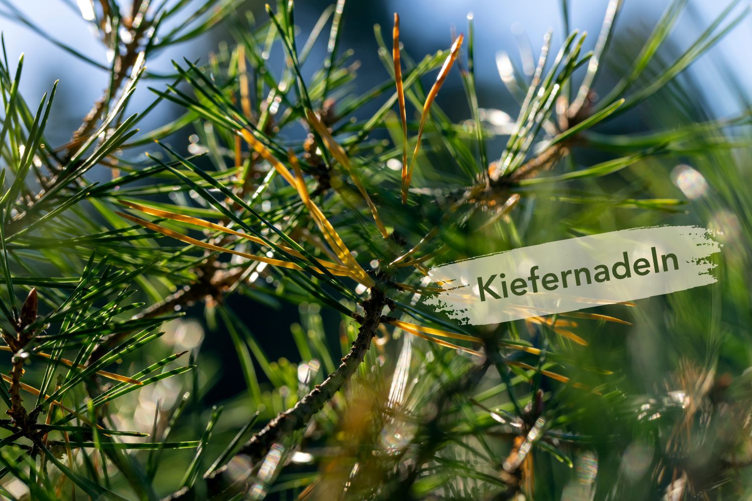 Fichten- & Kiefernnadeln im Schwarzwilderer – Würzig & Waldig