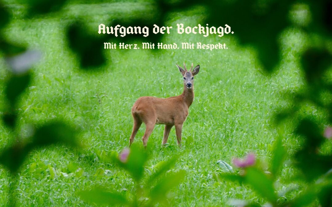 Aufgang der Bockjagd – Start der Jagdsaison