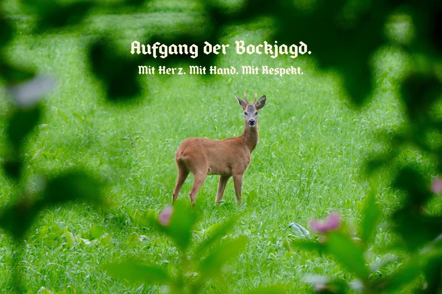 Aufgang der Bockjagd – Start der Jagdsaison | Schwarzwilderer