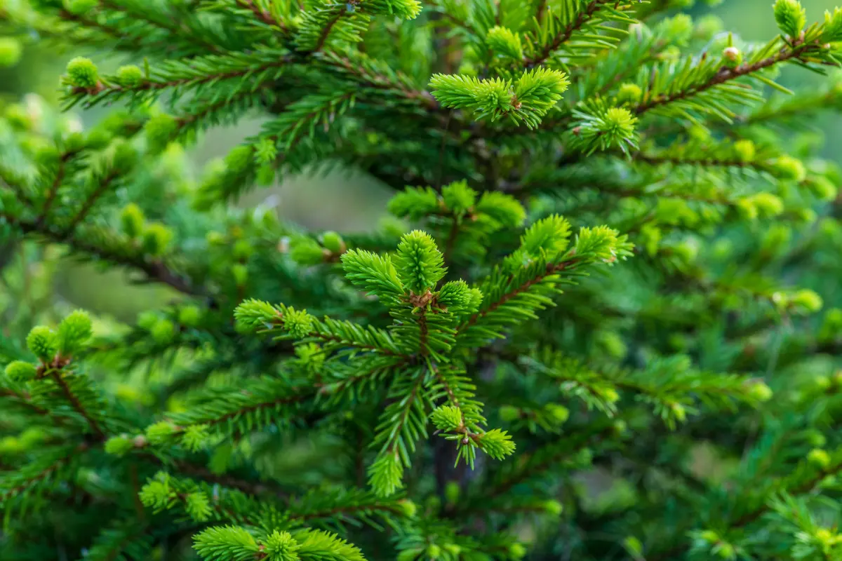 Junge Fichtenzweige im Wald