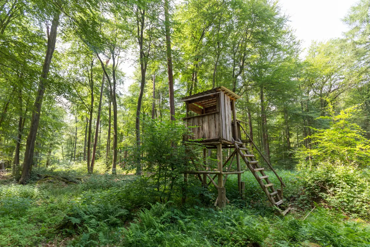 Hölzerner Hochsitz im sommerlichen Laubwald