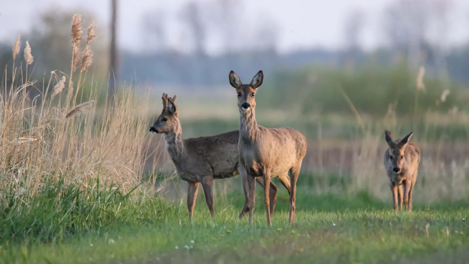 Drei Rehe stehen in der Abendsonne auf einer Wiese und äugen