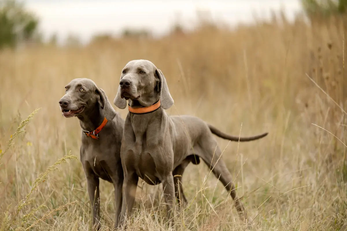 Zwei Weimaraner mit orangefarbenen Halsungen in einer herbstlichen Wiese