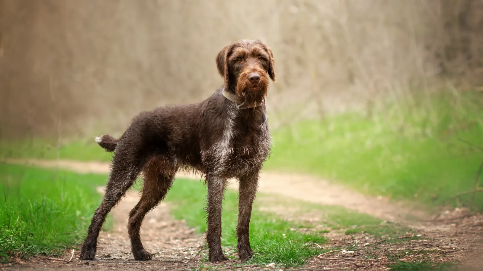Jagdhunde: Gruppen, Rassen und Brauchbarkeitsprüfung Deutsch Drahthaar steht aufmerksam auf einem Waldweg