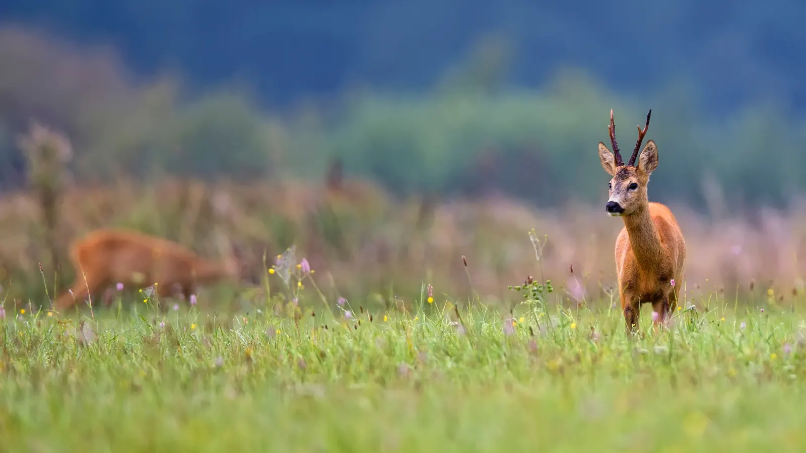 Rehbock mit Gehörn auf einer Wiese, im Hintergrund eine Ricke