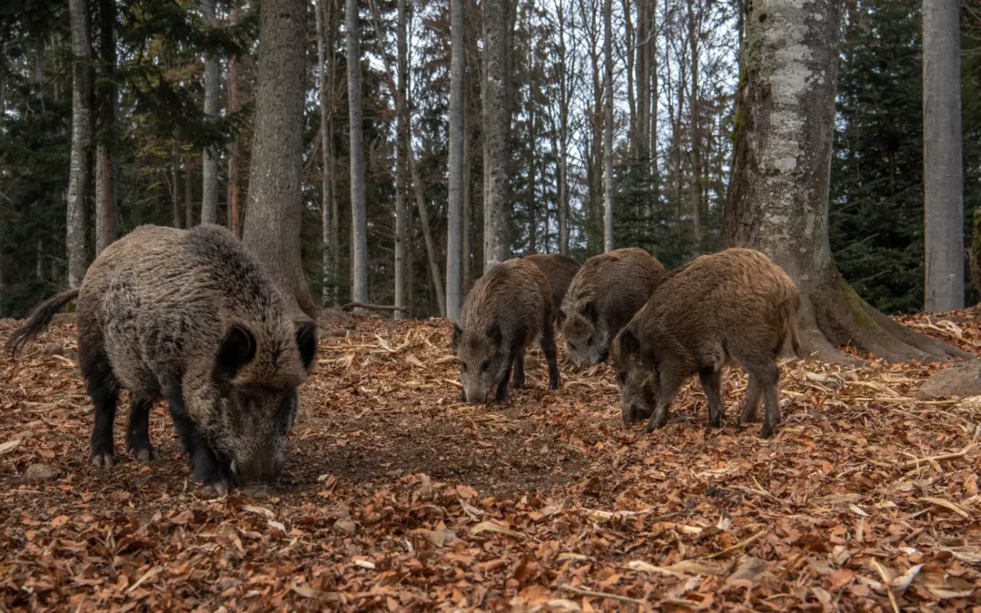 Schwarzwild: Lebensweise, Bestand und Jagd auf Wildschweine