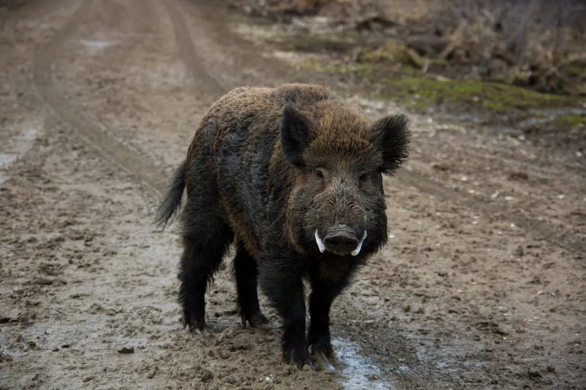 Keiler mit sichtbarem Gewaff auf einem Waldweg