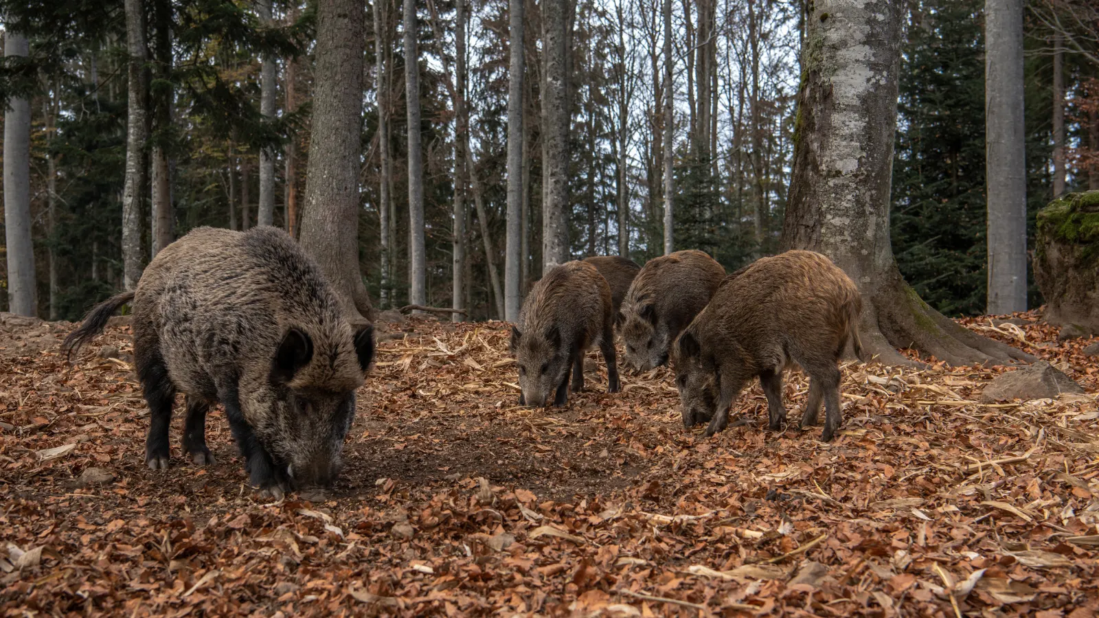 Rotte Wildschweine im herbstlichen Laubwald