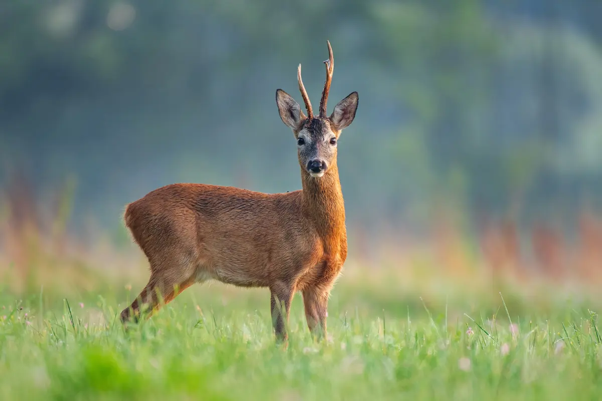 Rehbock steht auf einer Wiese und schaut in die Kamera